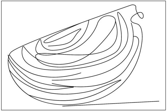 Cabbage Slice Line Art Graphics & Illustration Review